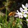 Bombylius major